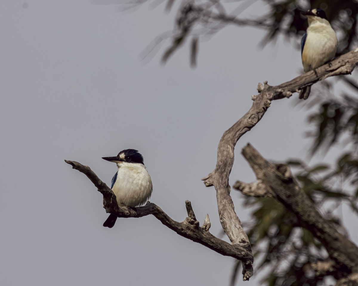 Forest Kingfisher - ML646037726