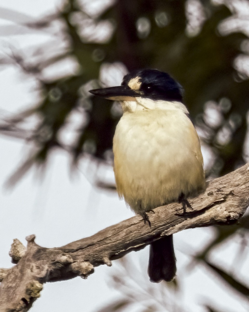 Forest Kingfisher - ML646037727