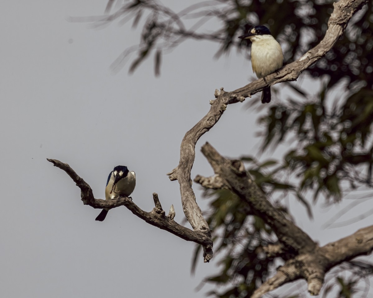 Forest Kingfisher - ML646037728