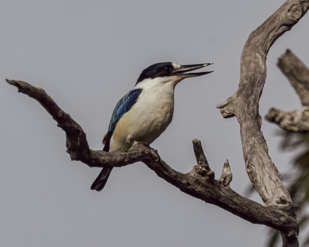 Forest Kingfisher - ML646037729