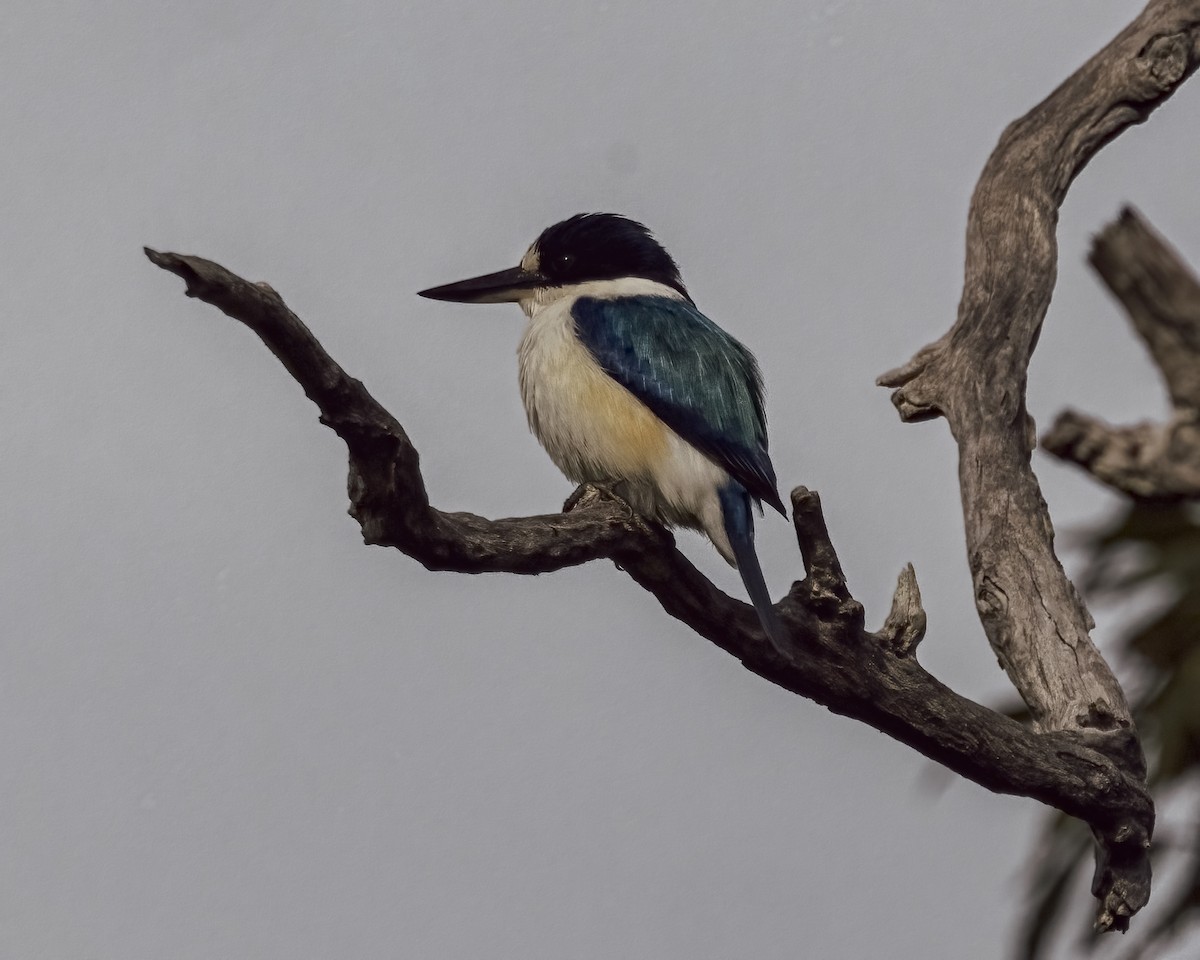 Forest Kingfisher - ML646037730