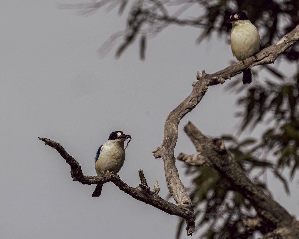 Spiegelliest - ML646037731