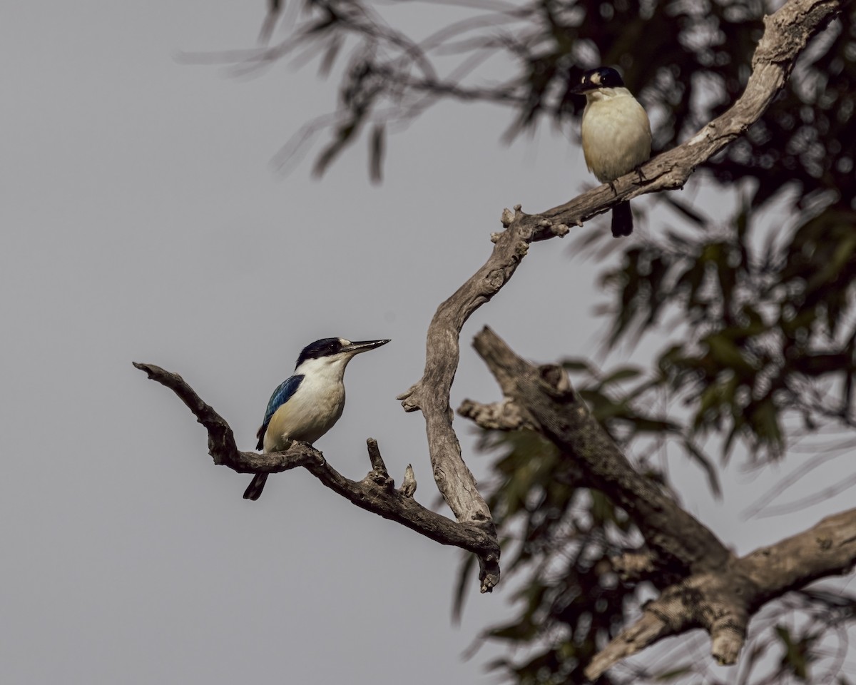 Spiegelliest - ML646037732