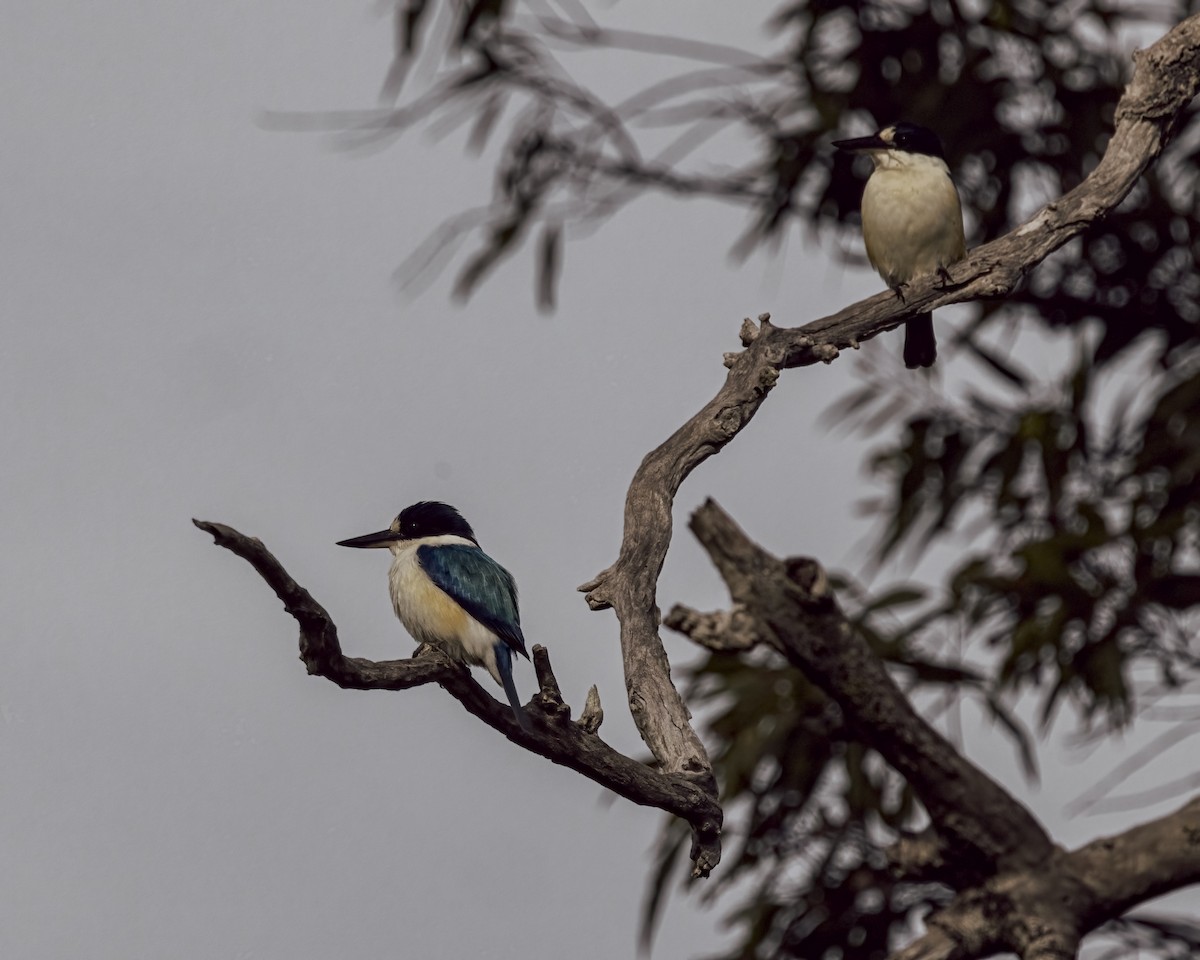 Spiegelliest - ML646037733