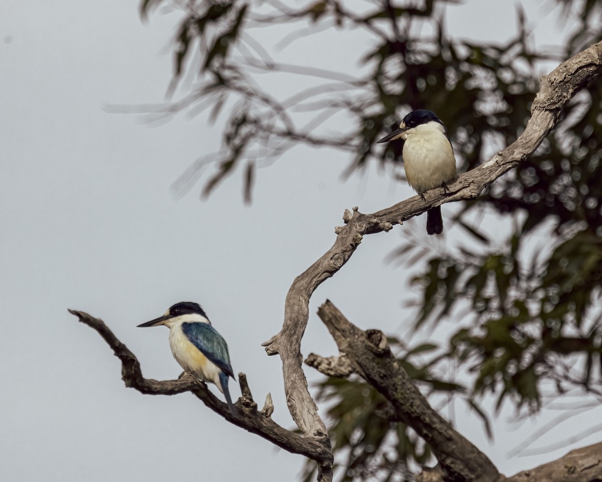 Spiegelliest - ML646037734