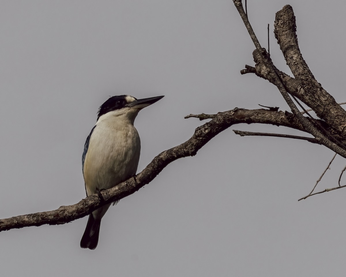 Spiegelliest - ML646037735