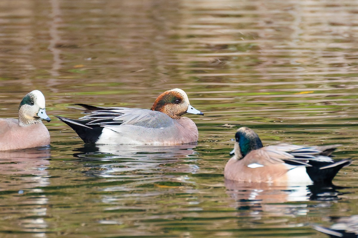 Pfeif- x Kanadapfeifente (Hybrid) - ML646037736