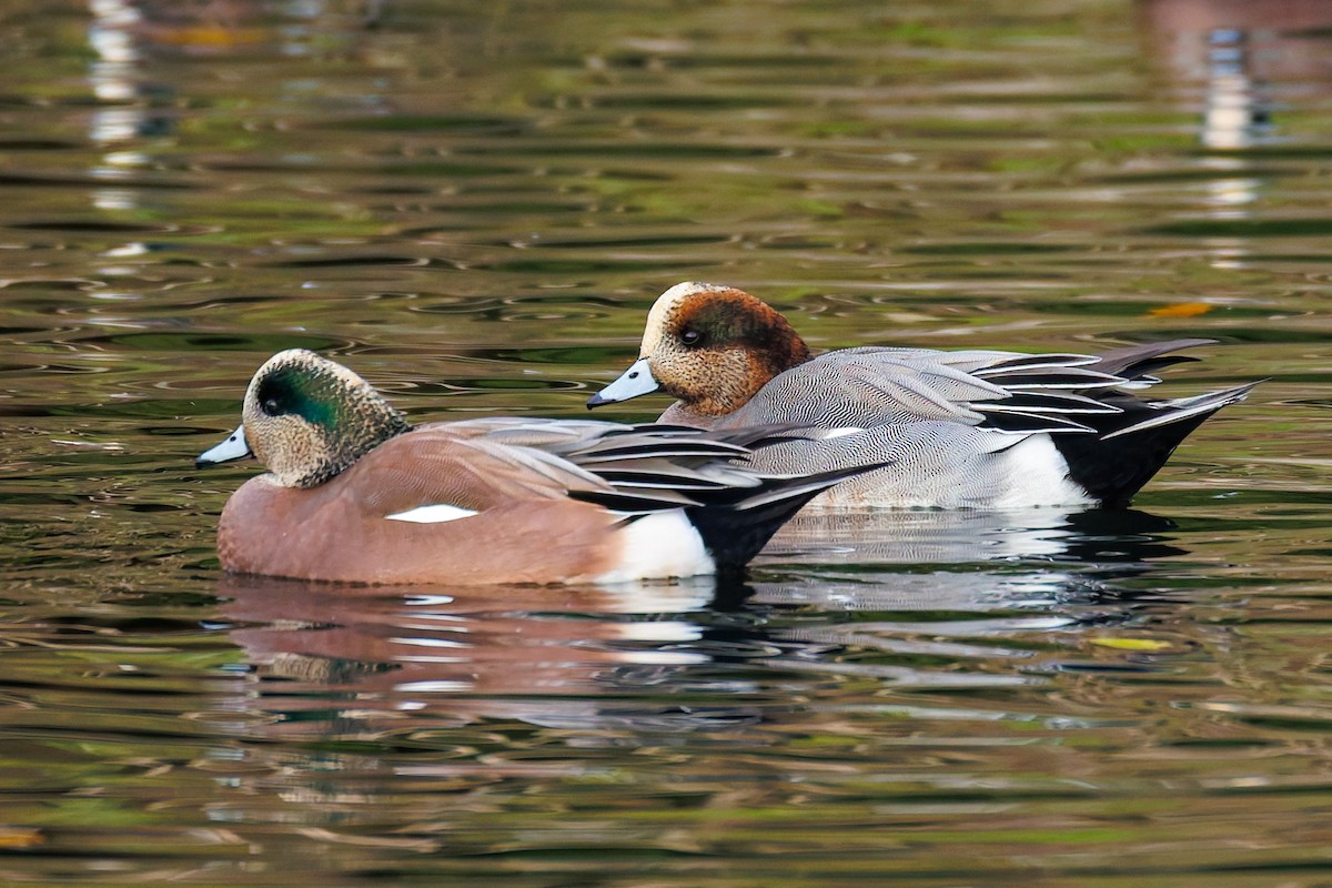 Pfeif- x Kanadapfeifente (Hybrid) - ML646037737