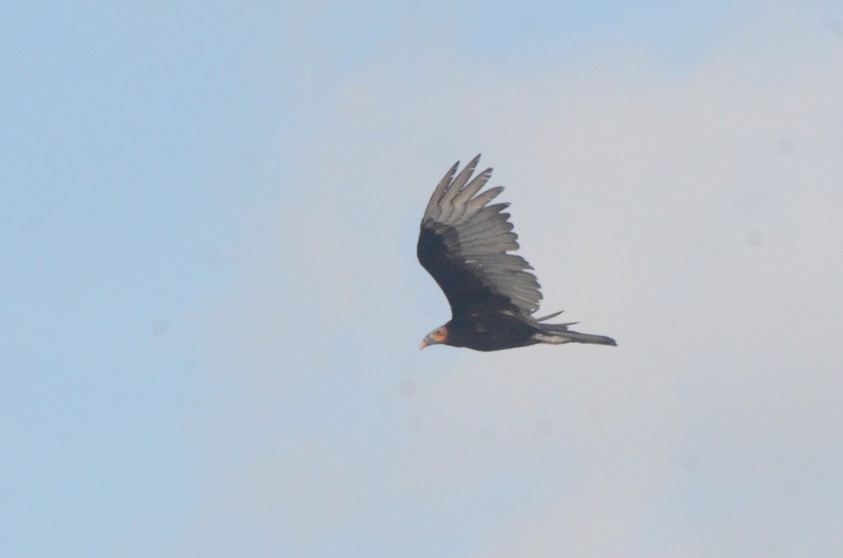 Savannen-Gelbkopfgeier - ML646037738