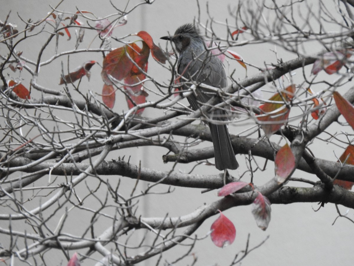 Orpheusbülbül - ML646037746