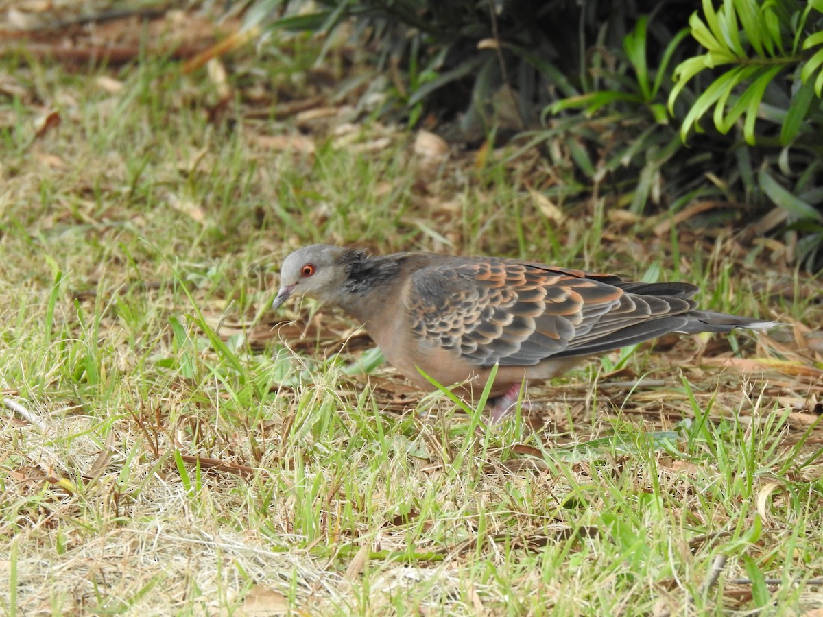 Orientturteltaube - ML646037747