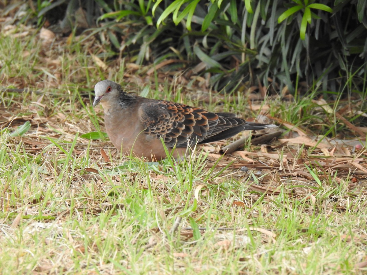 Orientturteltaube - ML646037748