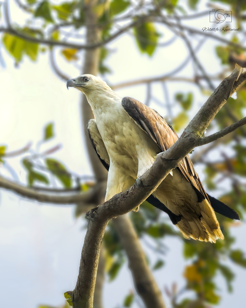 Weißbauch-Seeadler - ML646037749