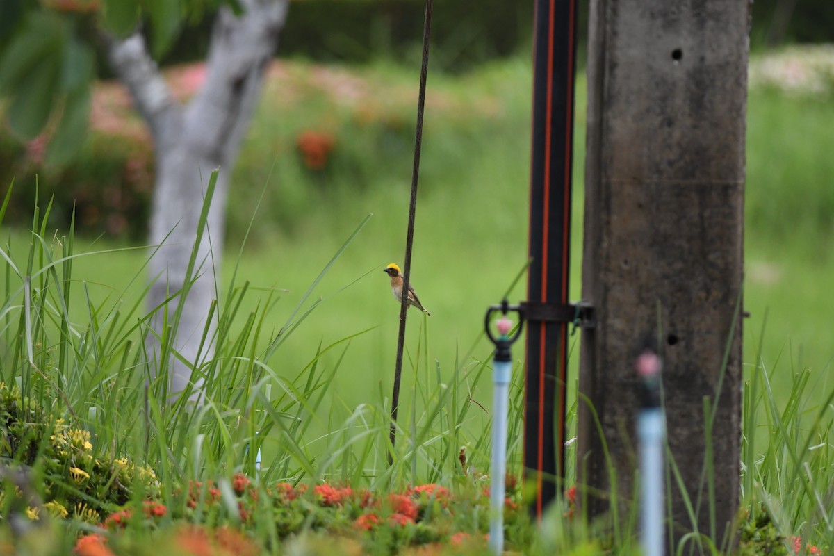 Bayaweber - ML646037751