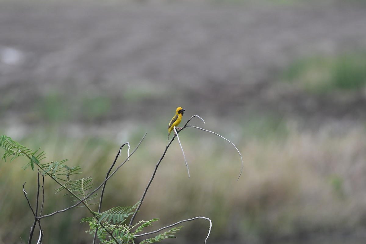 Kernbeißerweber - ML646037752