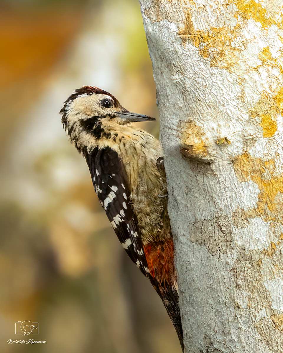 Isabellbrustspecht - ML646037753