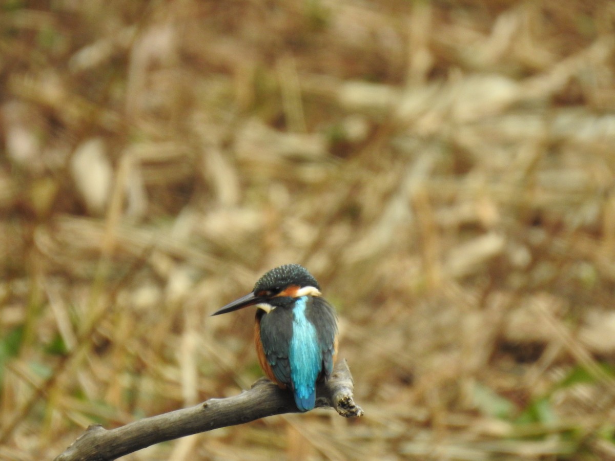 Eisvogel - ML646037754