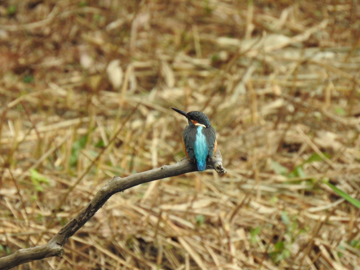 Eisvogel - ML646037755