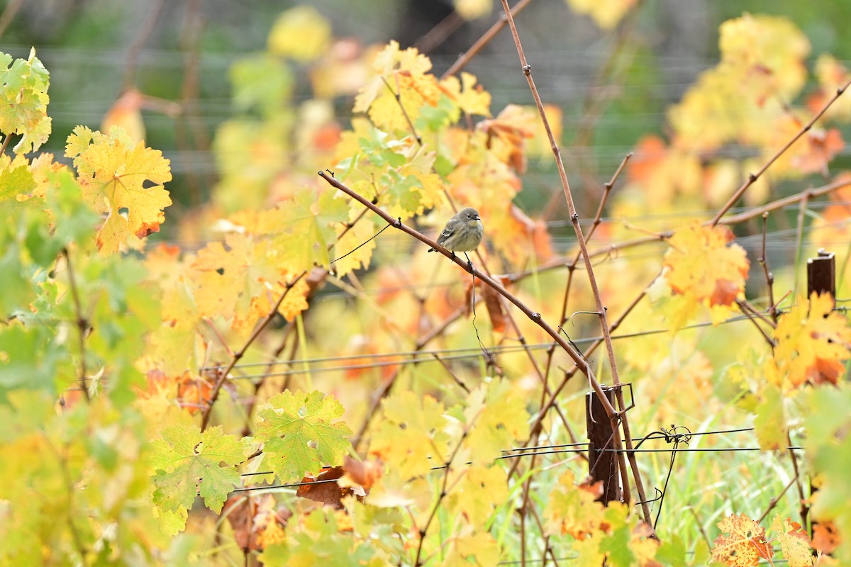 Kronenwaldsänger (coronata) - ML646037757