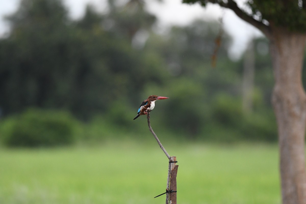 Braunliest - ML646037759