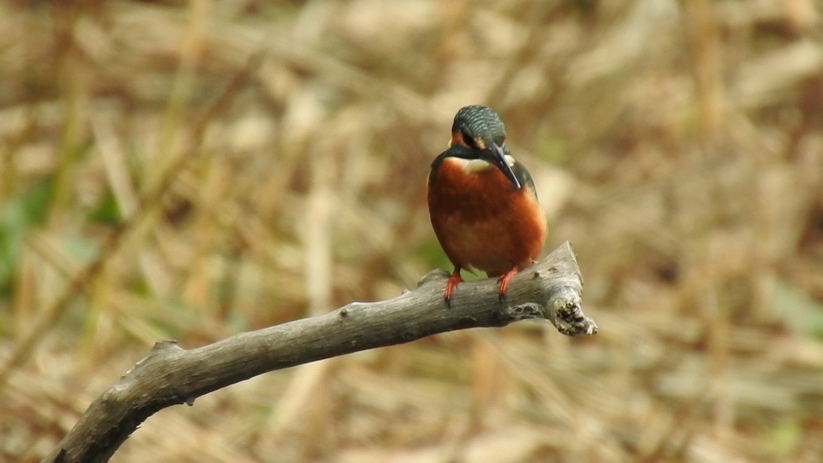 Eisvogel - ML646037760