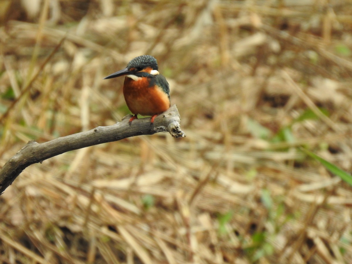 Eisvogel - ML646037761