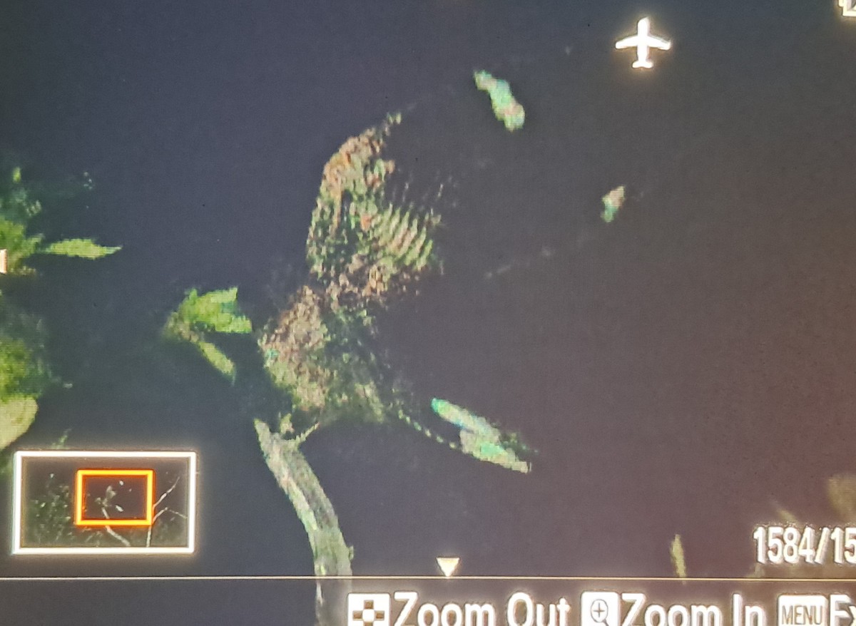 Langschwanz-Nachtschwalbe - ML646037762