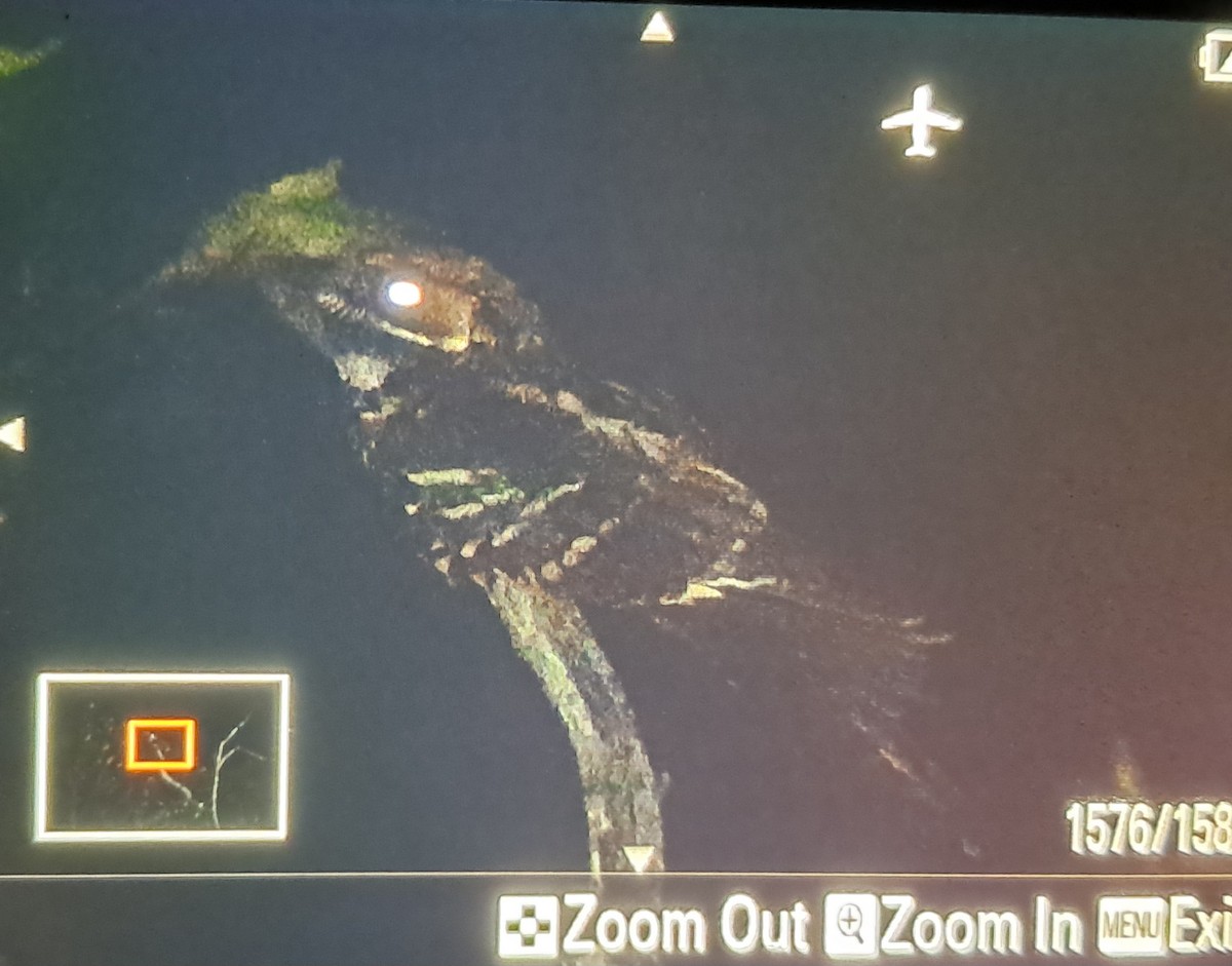 Langschwanz-Nachtschwalbe - ML646037763