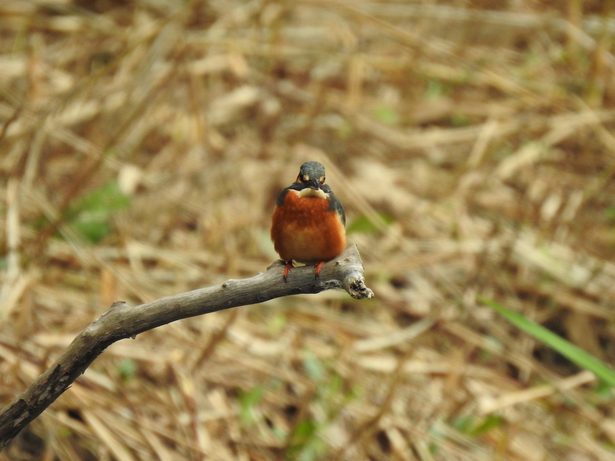 Eisvogel - ML646037764