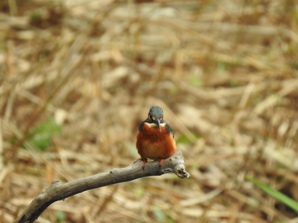 Eisvogel - ML646037765