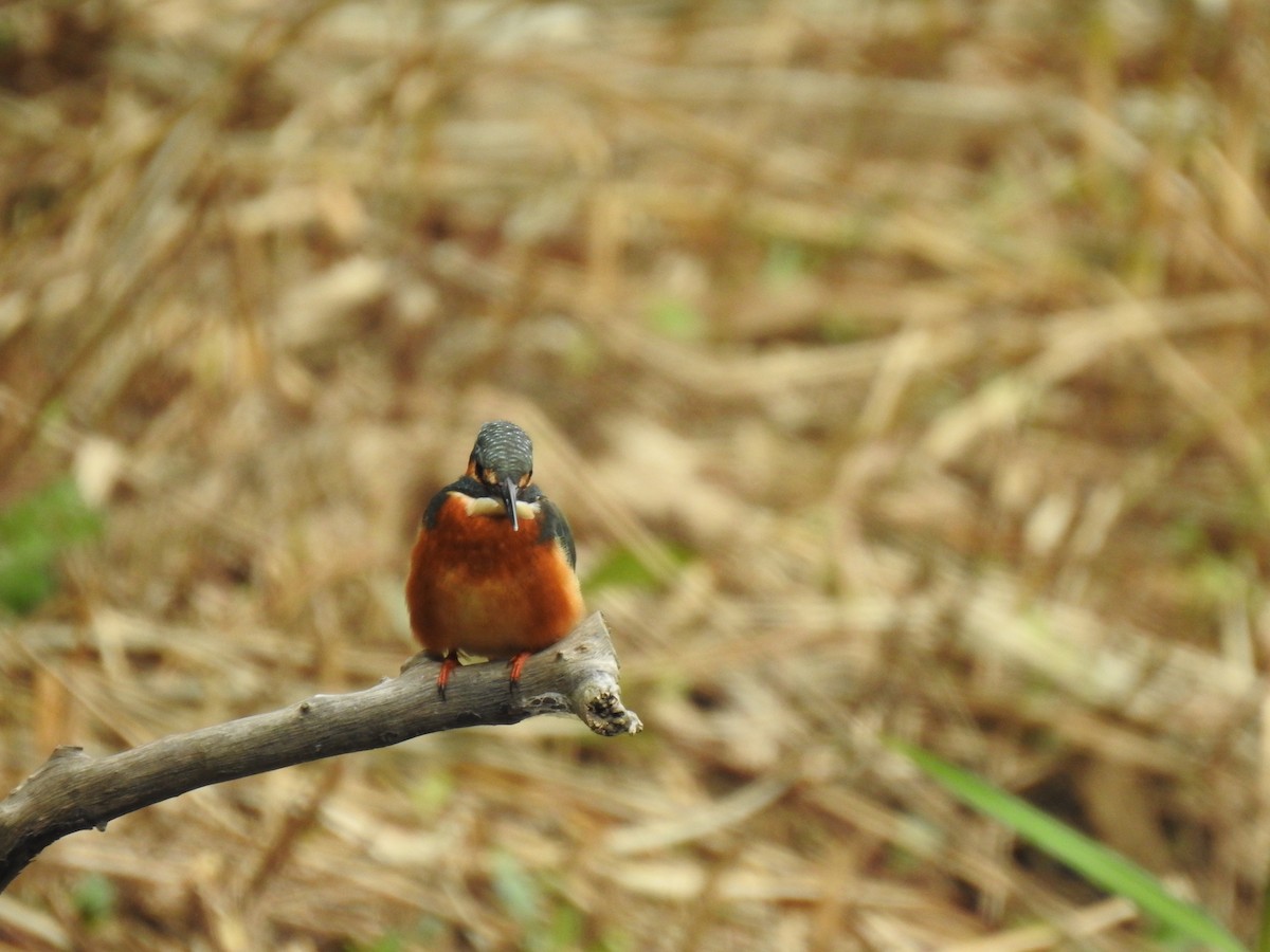 Eisvogel - ML646037767