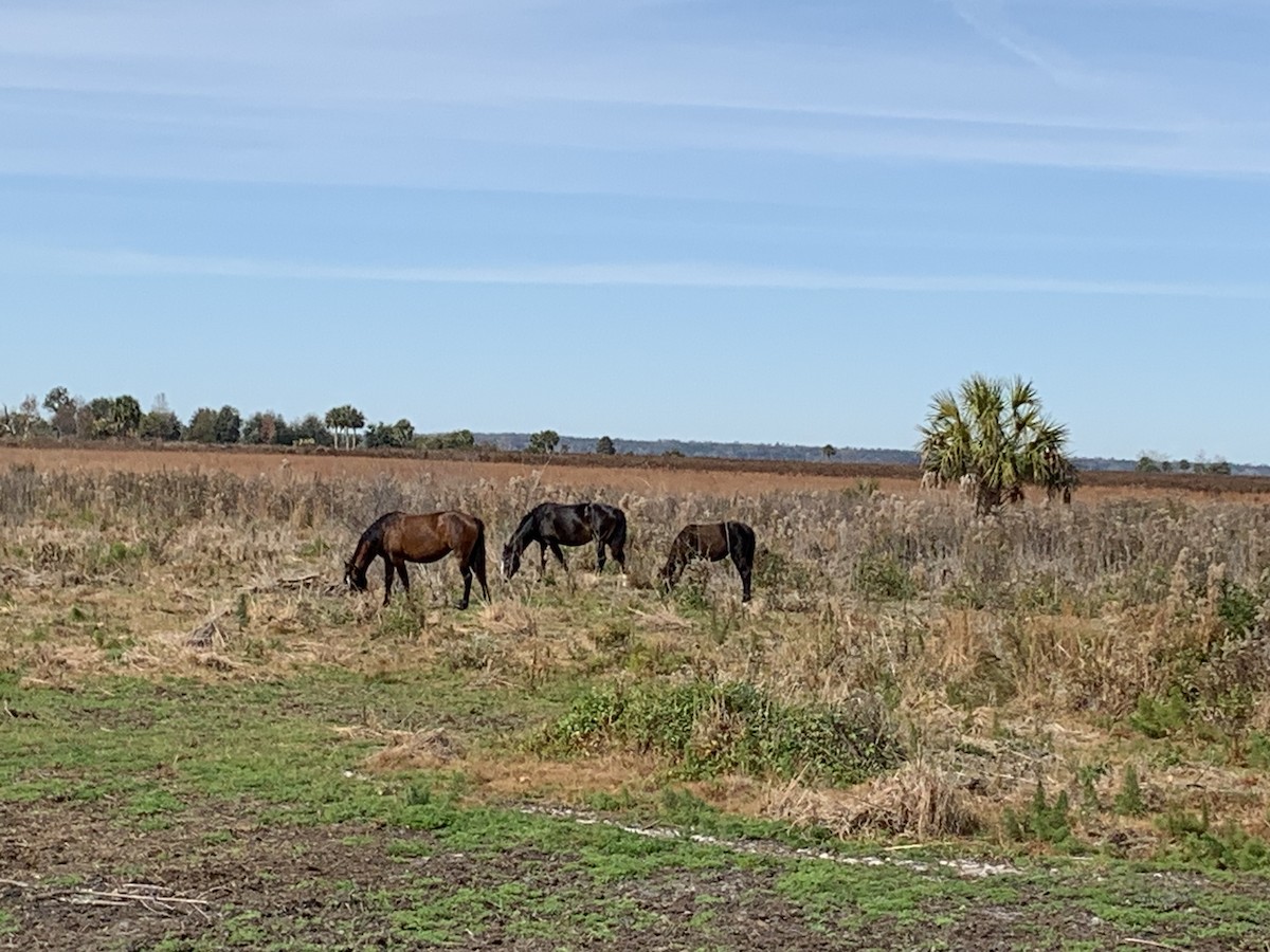 Animals - ML646037773