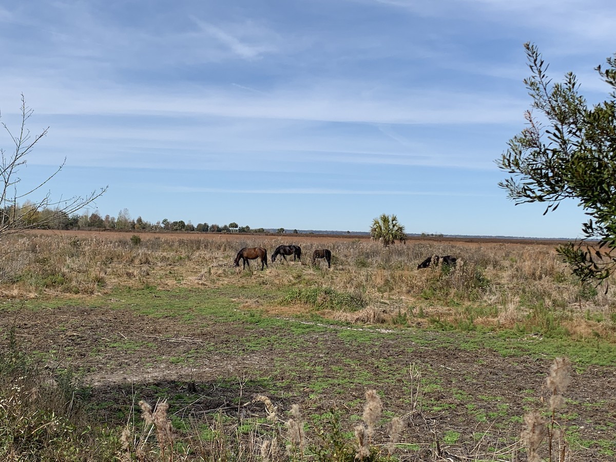 Animals - ML646037774