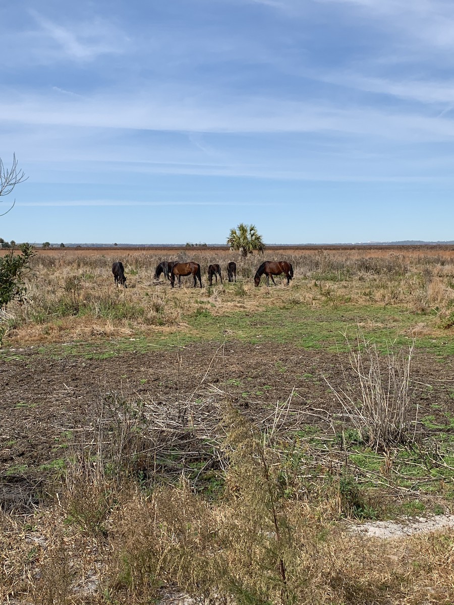 Animals - ML646037775