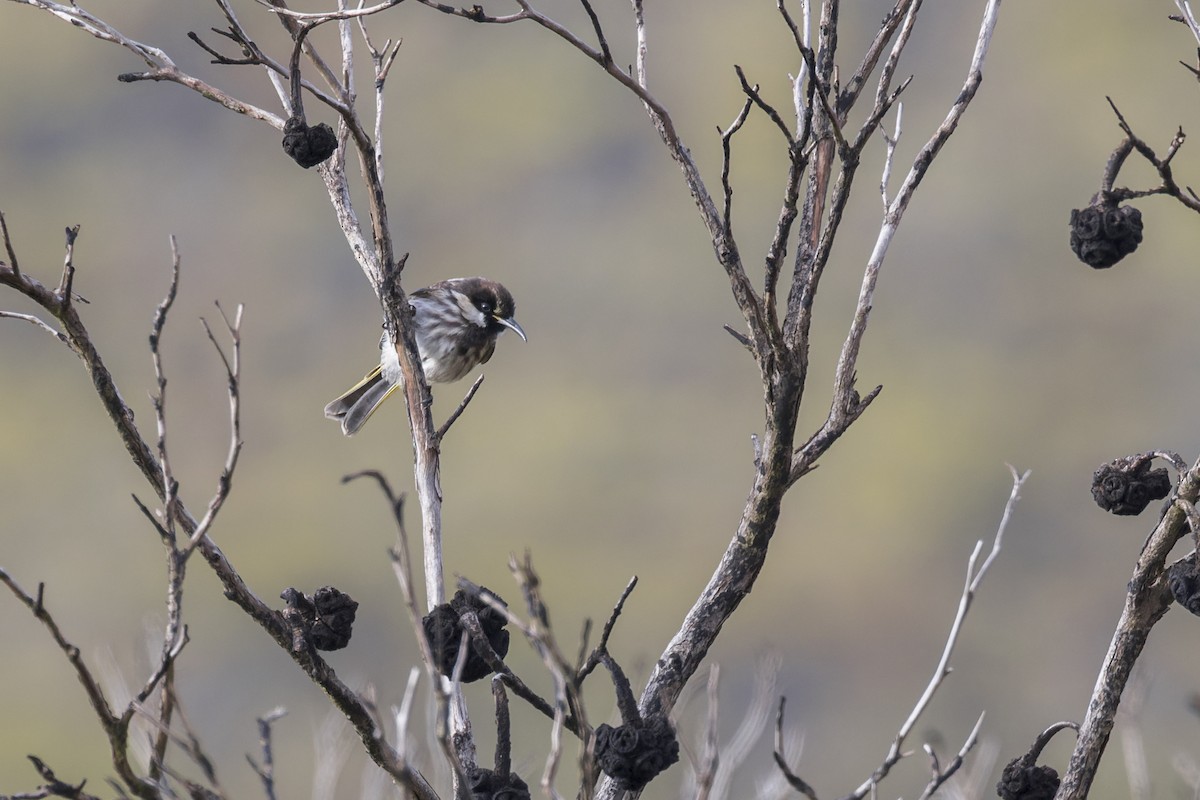 medosavka bělolící - ML646037776