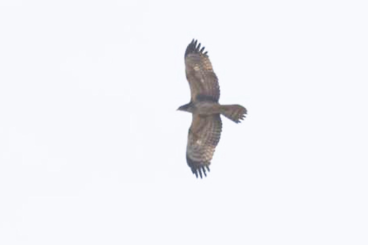 Oriental Honey-buzzard - ML646037783