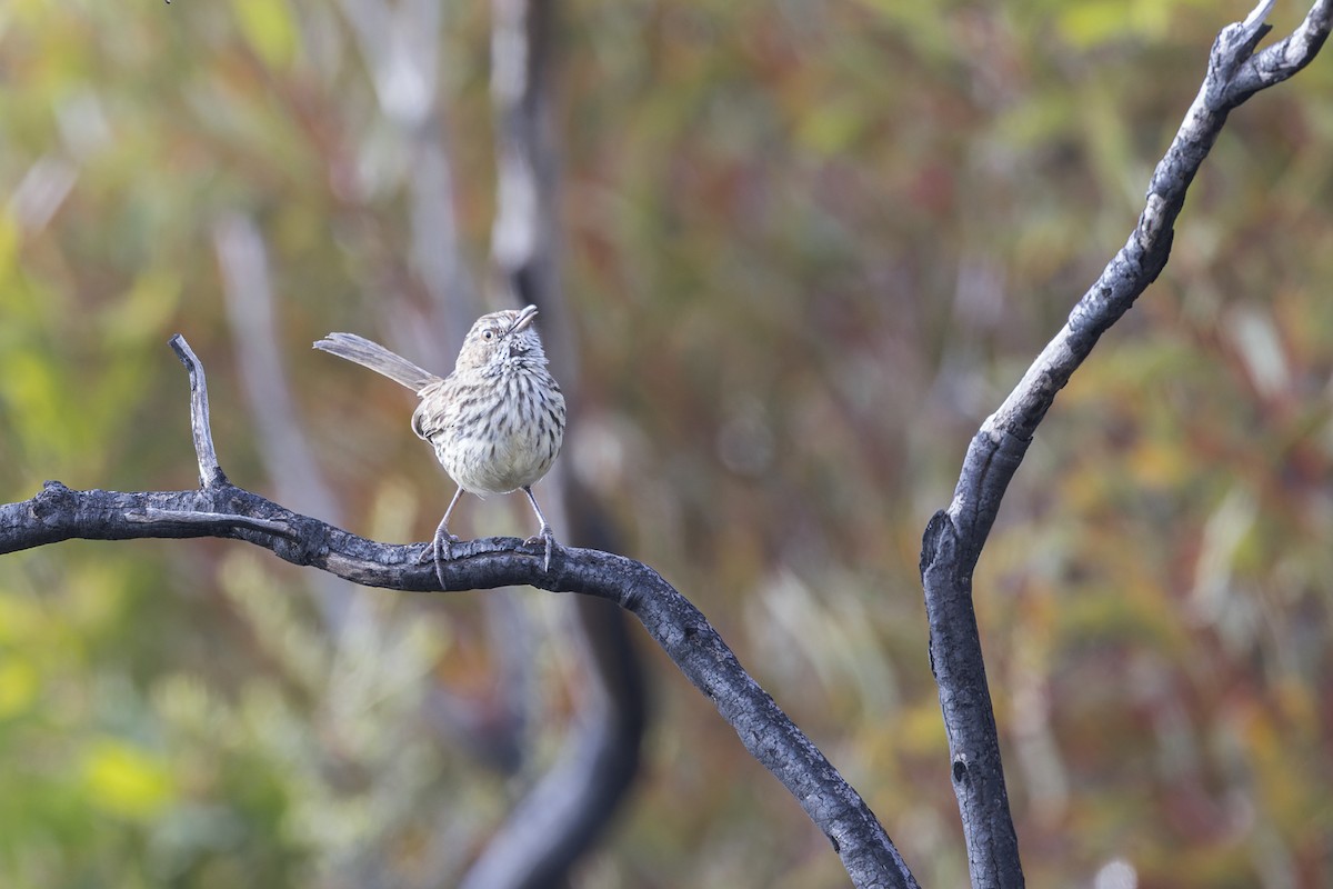 Western Fieldwren - ML646037788