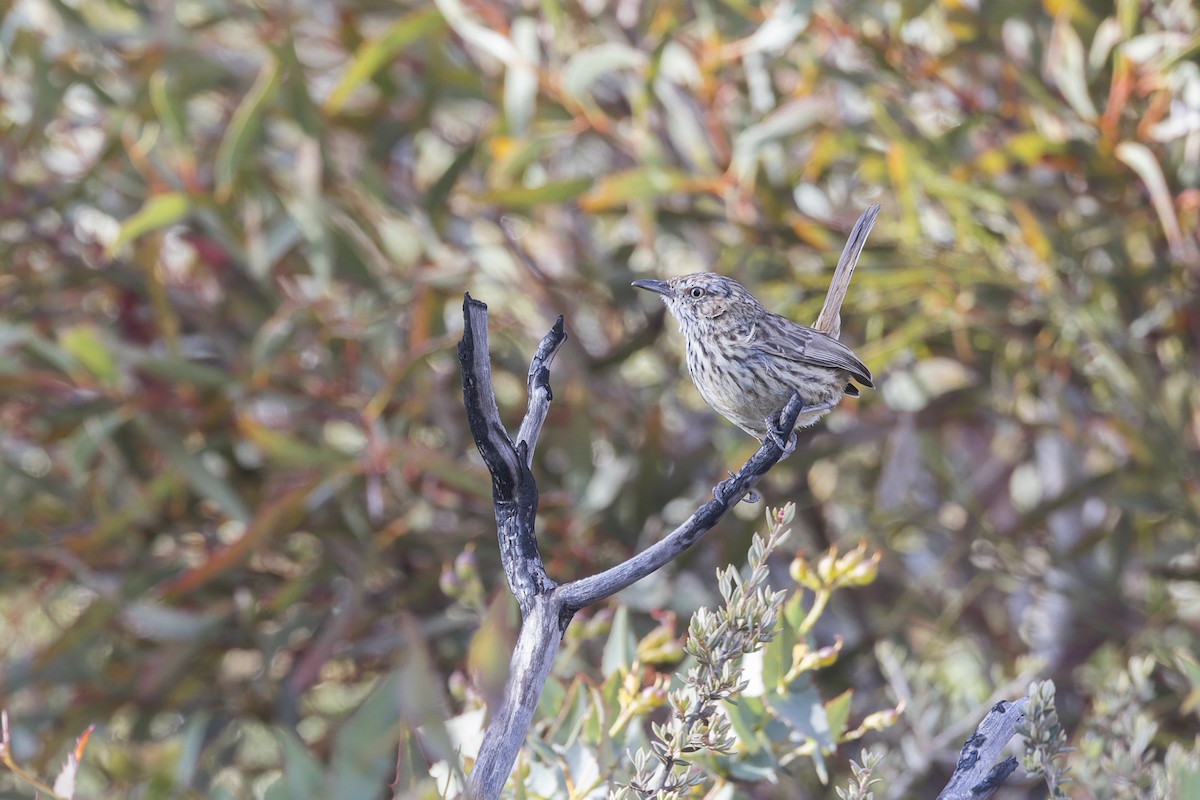 Western Fieldwren - ML646037789