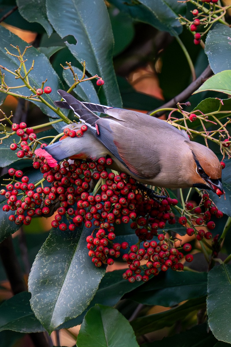 brkoslav amurský - ML646037800