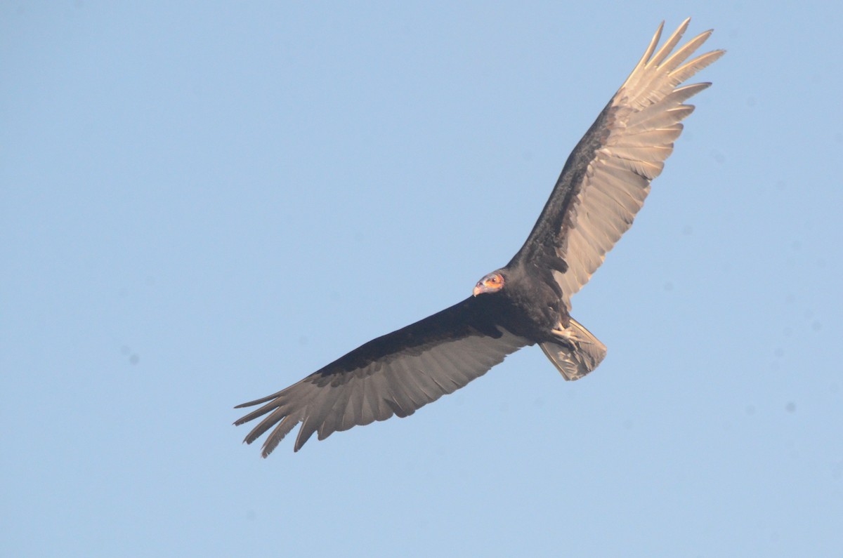Lesser Yellow-headed Vulture - ML646037802