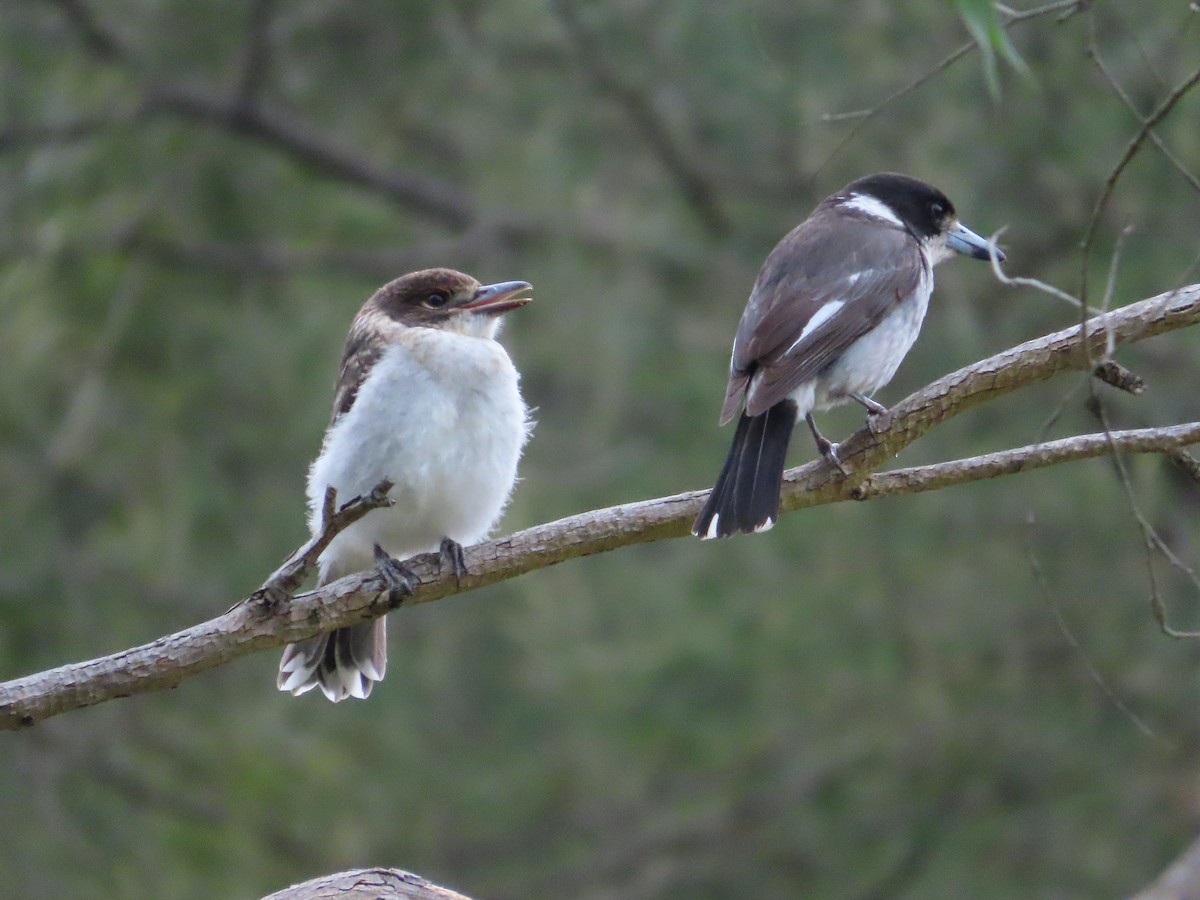 Gray Butcherbird - ML646037814