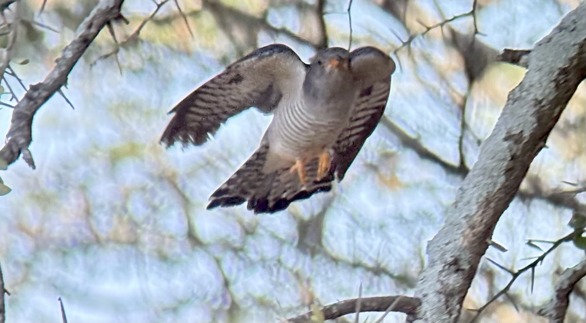 Coucou africain - ML646037828