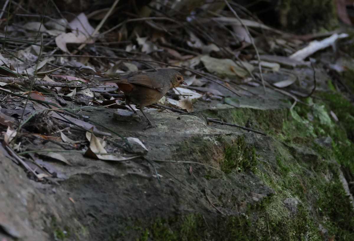 Pilotbird - ML646037832