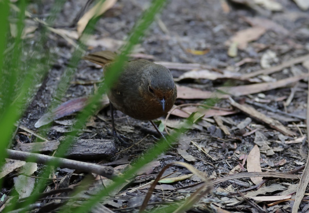 Pilotbird - ML646037835