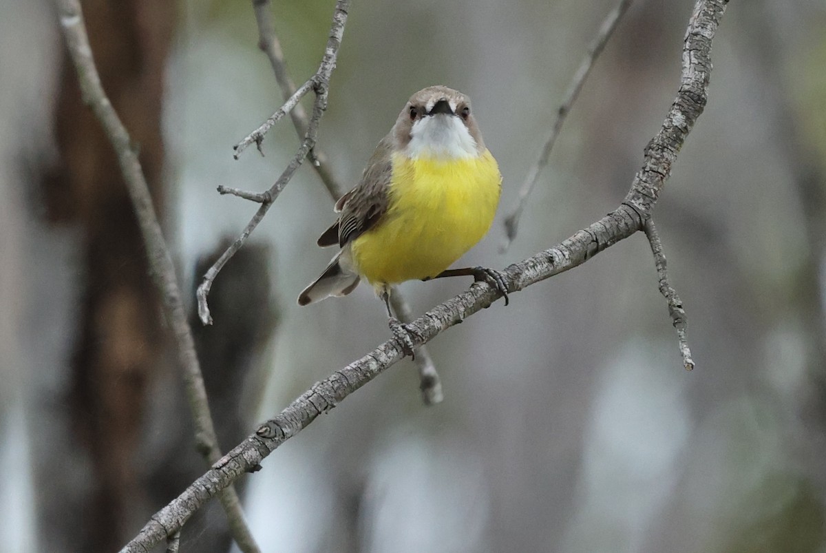 White-throated Gerygone - ML646037836