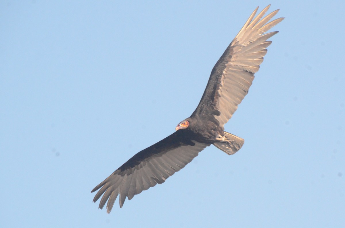 Lesser Yellow-headed Vulture - ML646037840
