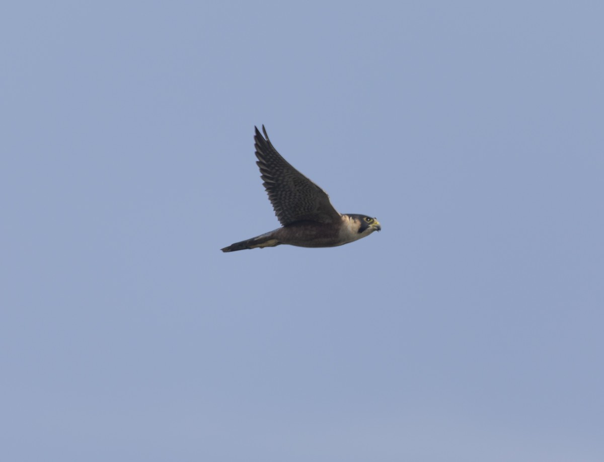 Peregrine Falcon (Shaheen) - ML646037842