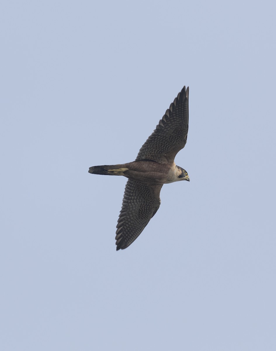 Peregrine Falcon (Shaheen) - ML646037843