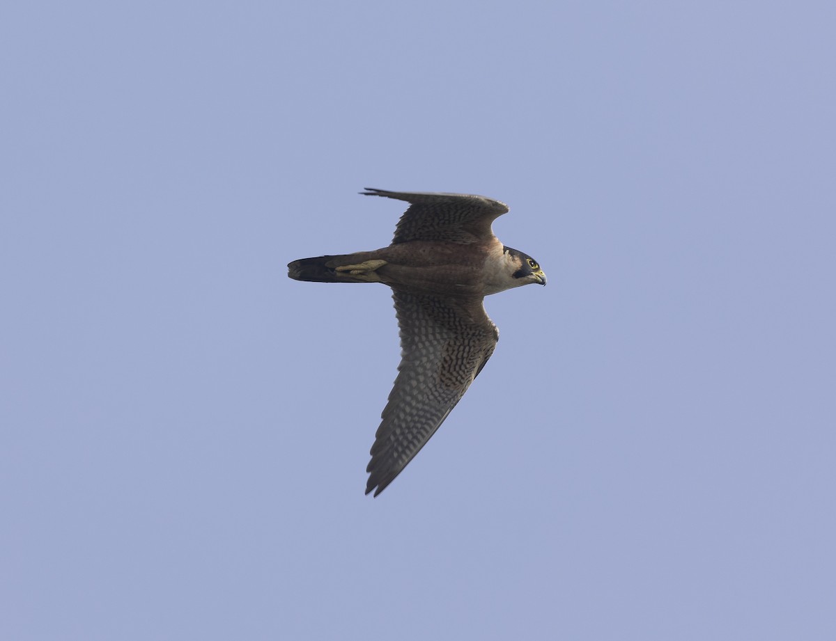 Peregrine Falcon (Shaheen) - ML646037844