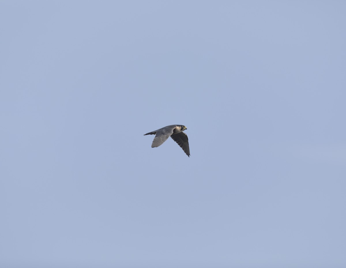 Peregrine Falcon (Shaheen) - ML646037847